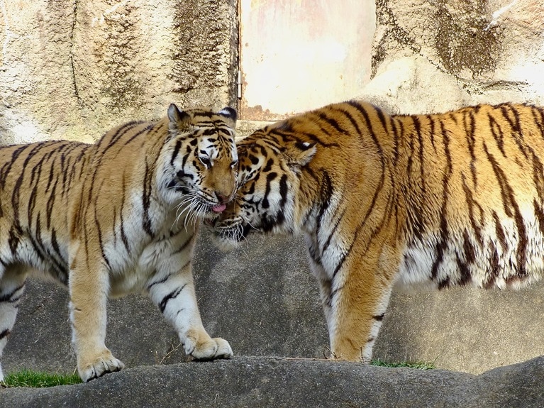 ソーンがスリスリ。