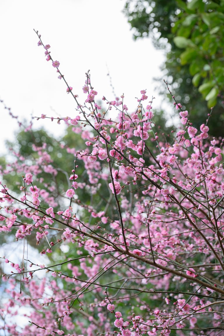 《早春の絶景散歩》紅白の梅の先には瀬戸内海、園内には古墳も！西日本随一の梅の名所「綾部山梅林」へ【兵庫県】