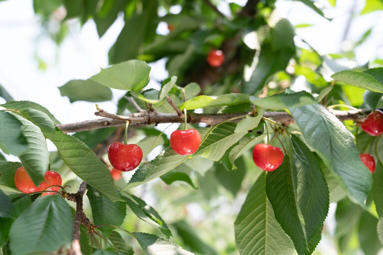 写真は以前のもの。豊作祈願！