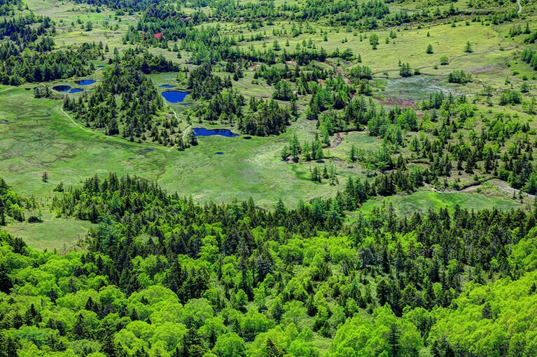 【群馬県】芳ヶ平湿原。写真：アフロ