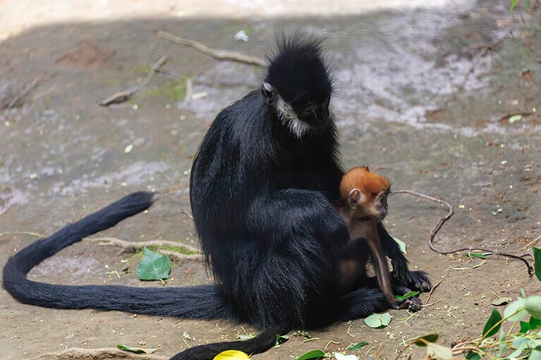 チョコとミント。