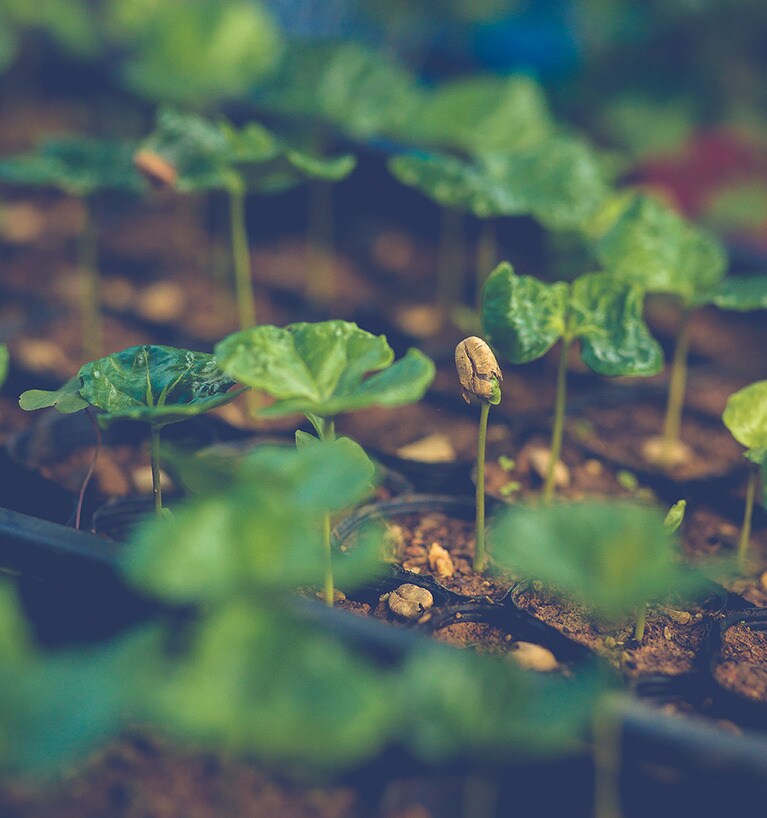 沖縄の珈琲農園の取材も行いました！