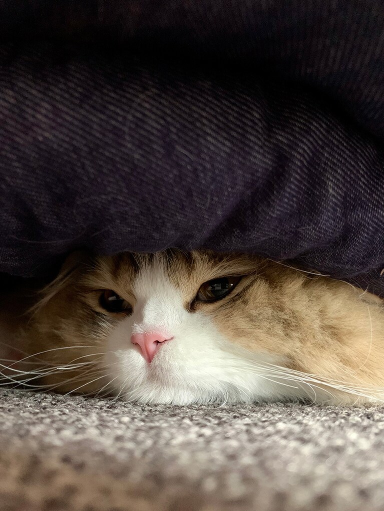 ぽんた ♂ 1歳4カ月。「猫ベッドを買ってあげたのに、ベッドの上にのらずに、ベッドの下に潜り込み、顔を少しのぞかせては満足気な表情を見せる、ちょいヘンな猫です。人生初の猫バディ！　これからずっと、ともに楽しく年を重ねていきましょう」。