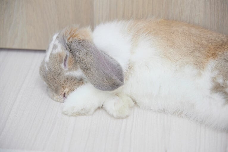 たまらない寝姿。