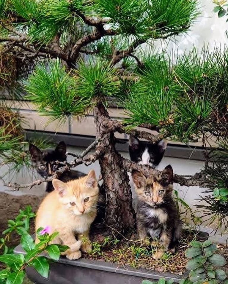 奥は蘭とオム、手前はニニと縁 ♀ 1カ月のころ。盆栽に集合してたの（縁蘭かあさん）