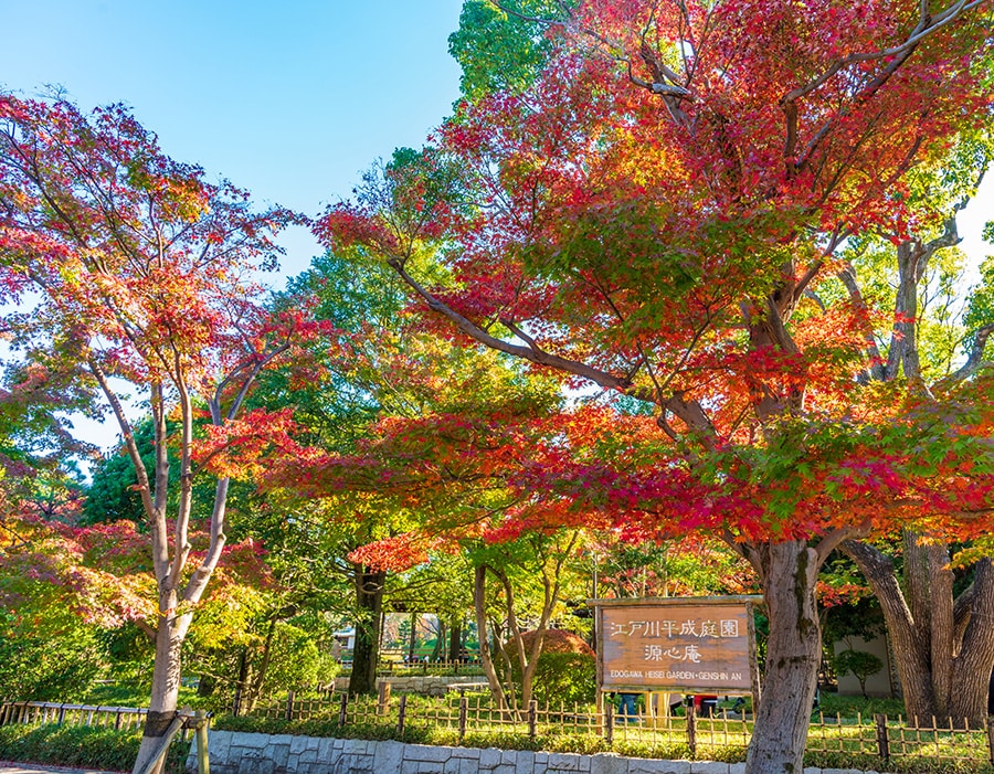 【東京都】平成庭園の紅葉。