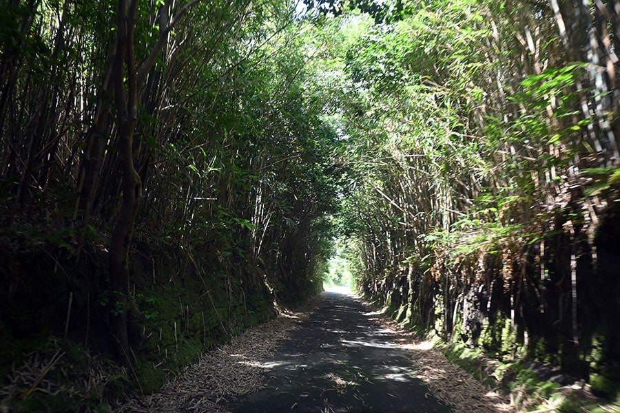島内には大名竹が繁茂し、こんなトンネルも。