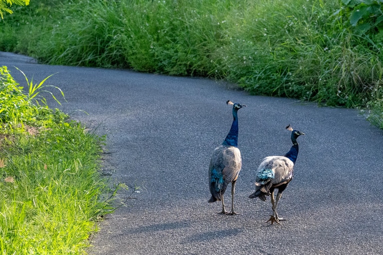 野生化した孔雀をちょいちょい見かける。運が良ければ純白の孔雀に出会えるそう。