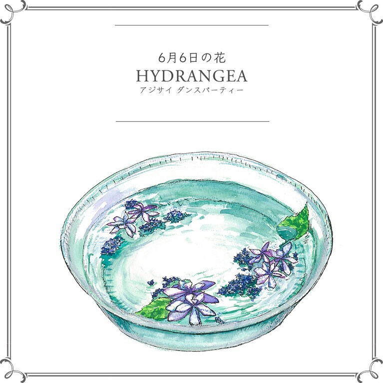 【6月6日の花】アジサイ「ダンスパーティー」