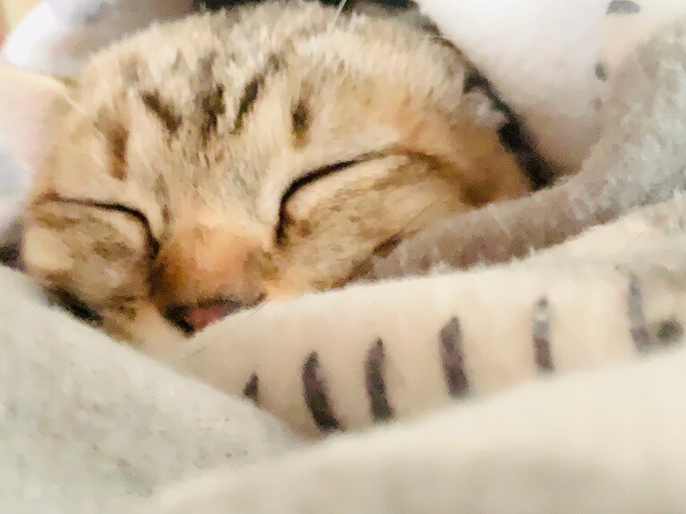 ころん ♀ 2歳。昼寝中、あまりにも可愛すぎて撮りました（おとさん）