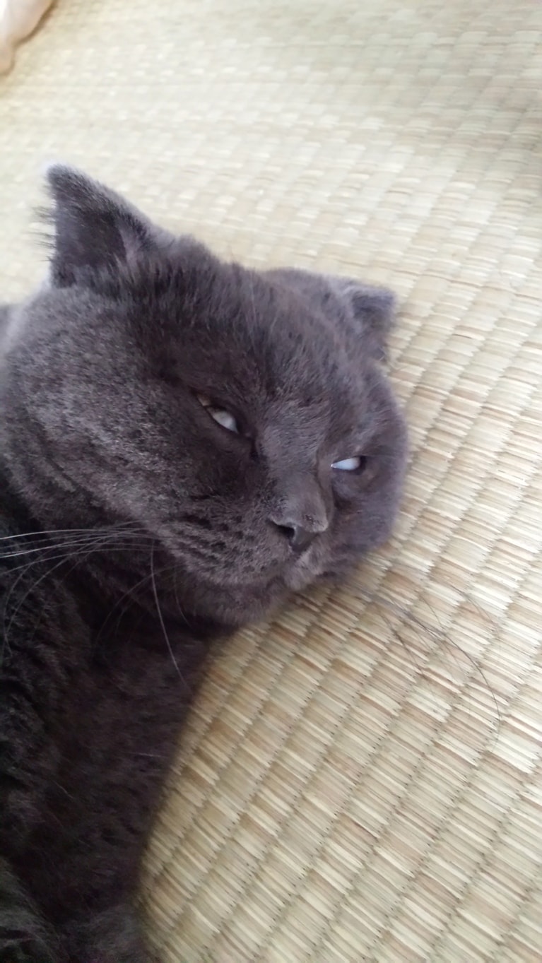 ここあ ♂ 10歳（当時7歳）。「部屋に入ったらこの状態で寝てました。ビックリしてすぐに写真に収めました」（飼い主さんより）。