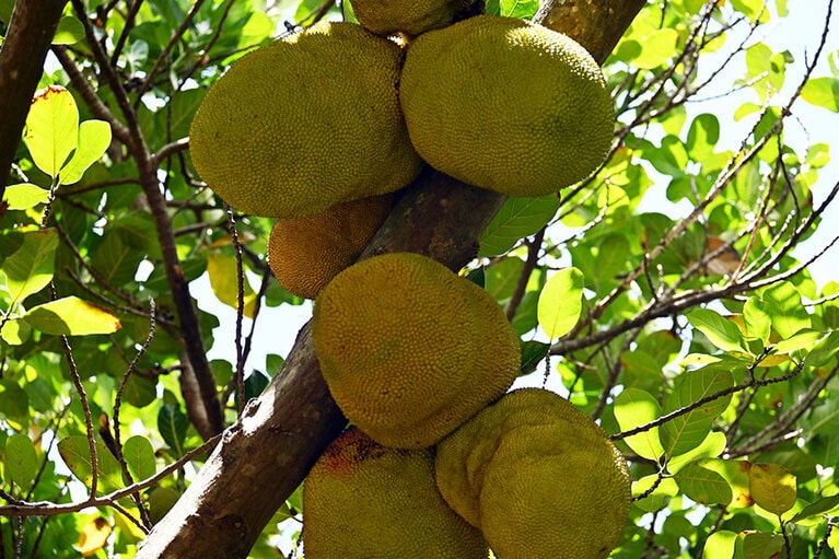 浜辺の背後にある、ジャックフルーツの木。豊作です。