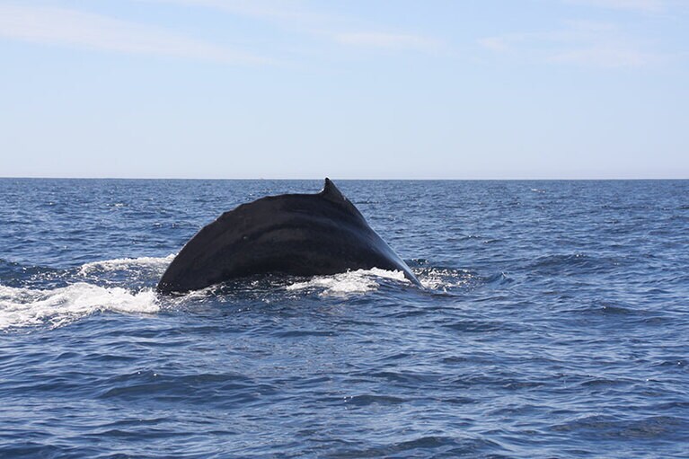 ぐいんとクジラの身体が盛り上がり……。