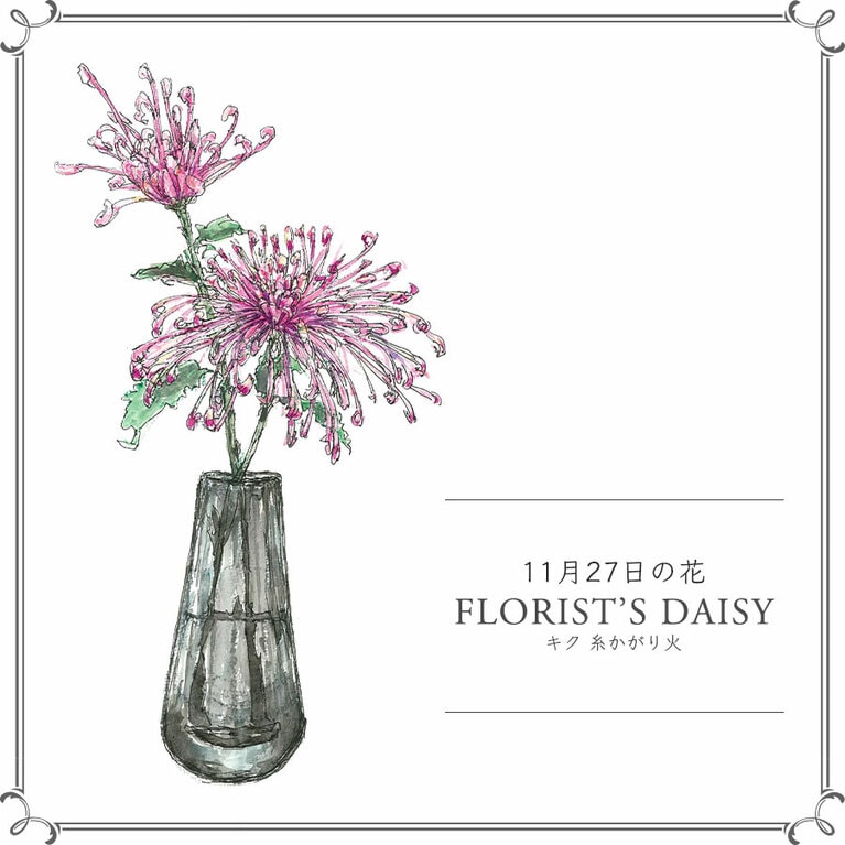 11月27日の花「キク 糸かがり火」