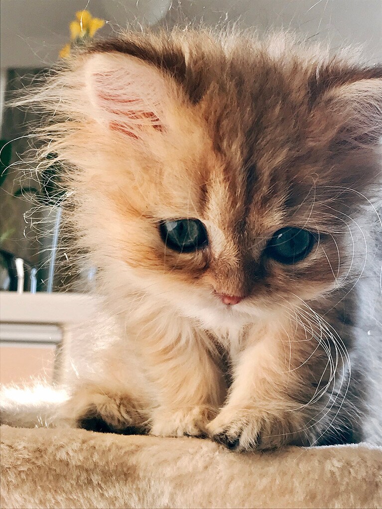 ハニー ♀ 1歳。生後3カ月の頃のハニー。子猫期特有のキトンブルーの瞳、見事な二頭身のフォルムを撮影しました。恋は盲目、そして親心も盲目なのか、スラっとした長い手足だと思い込んでいましたが、改めて見ると驚くほど短足です。