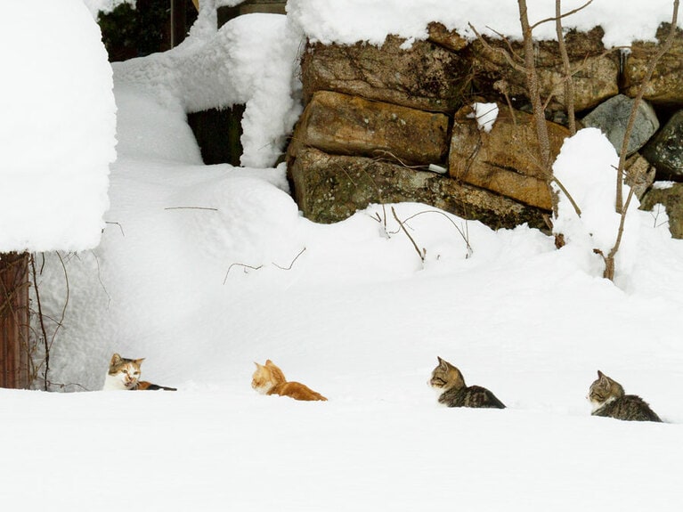 vol.027「これ以上は危険ニャ！ アタックは中止なのニャ～!!」