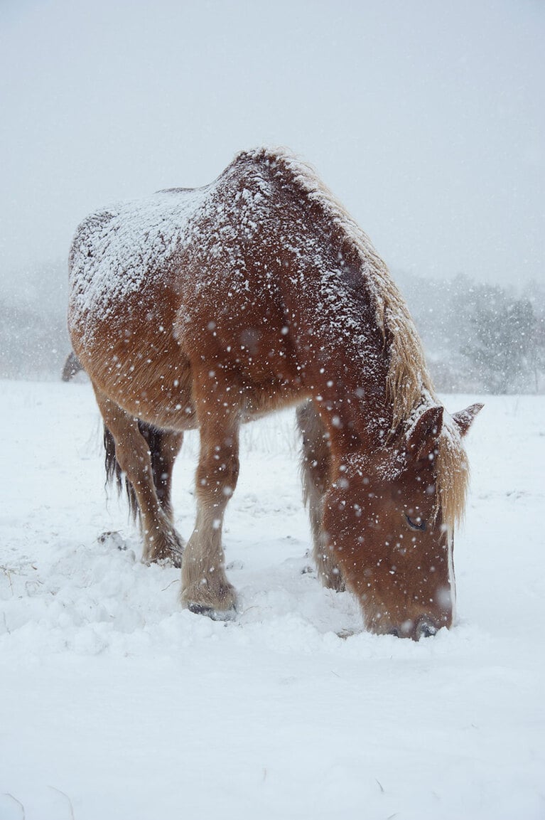 【青森県】尻屋崎に生息する寒立馬。