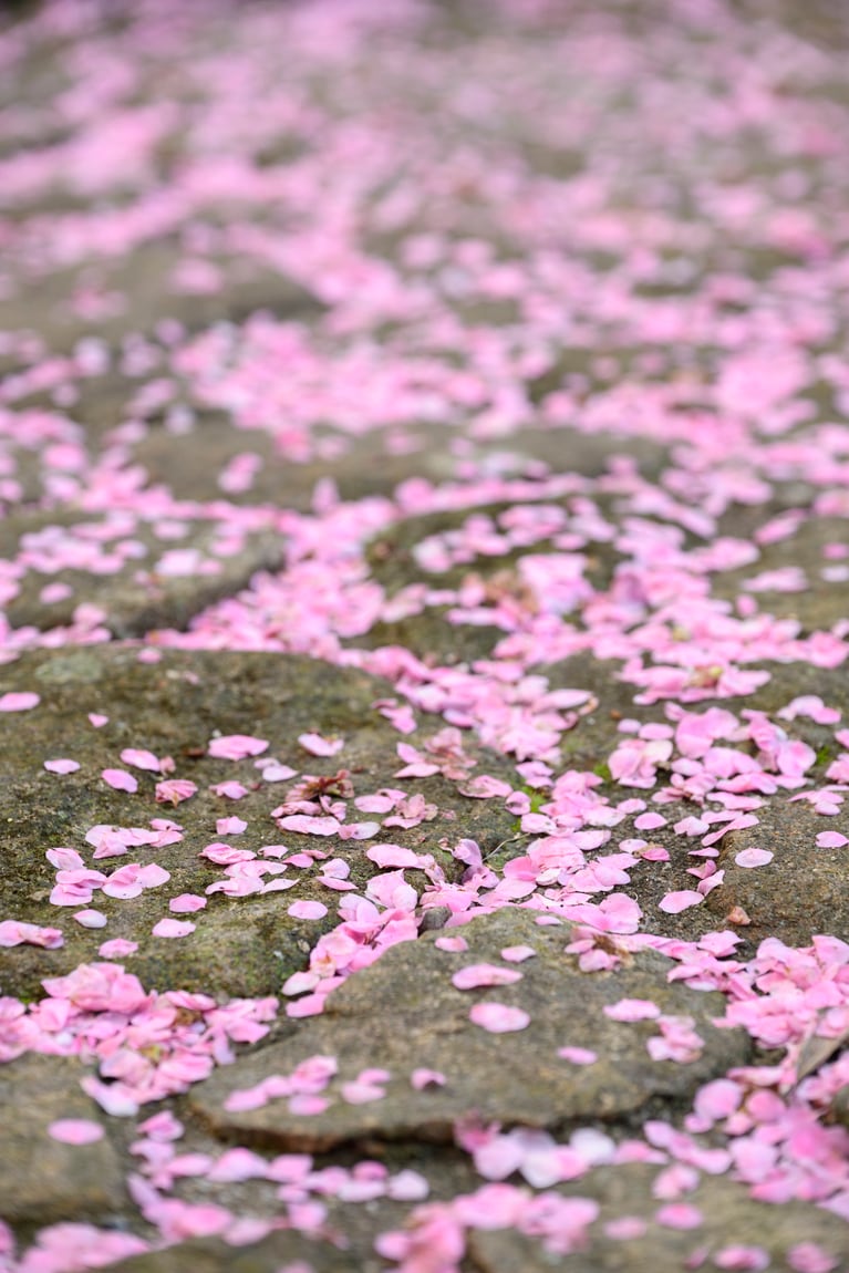 《早春の絶景散歩》紅白の梅の先には瀬戸内海、園内には古墳も！西日本随一の梅の名所「綾部山梅林」へ【兵庫県】