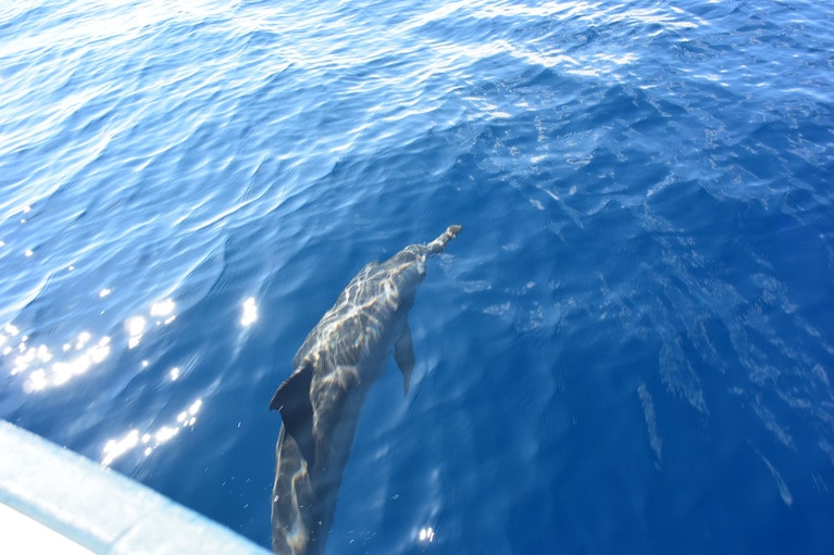 ボートと追いかけっこを楽しむイルカ。ダイビングポイントへの移動中も嬉しいハプニングが。