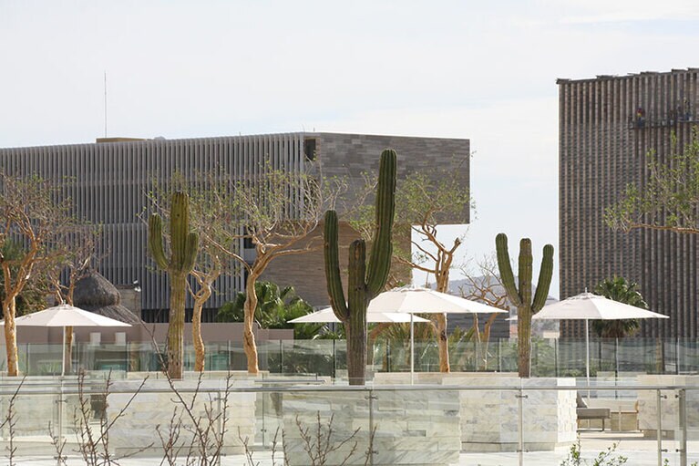 ロスカボスでは乾燥に強いサボテンが、日常風景に溶け込んでいる。