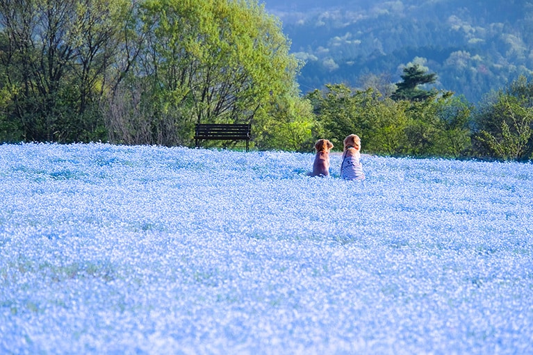 芝桜とネモフィラの丘 2024。