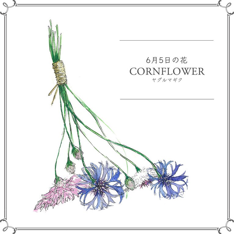 【6月5日の花】ヤグルマギク