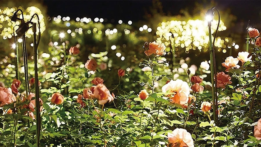 いばらきフラワーパーク Moonlight Rose Garden。