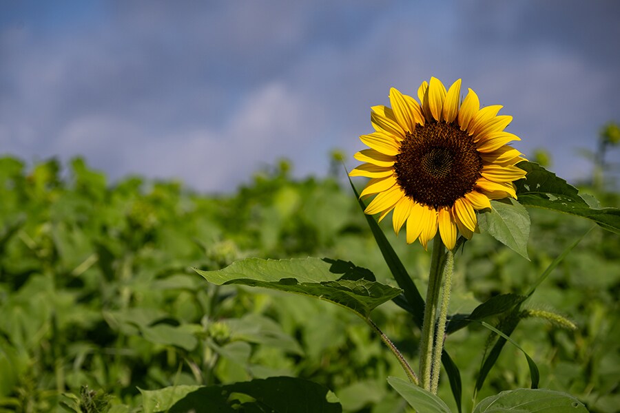 ひまわりは日本語では「向日葵」。原産国アメリカでは「Sunflower」と呼ばれ、まさに「太陽の花」として愛されている花。