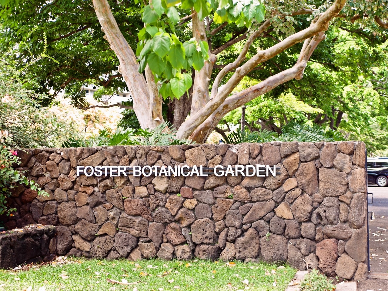 ホノルルの名所のひとつ、フォスター植物園。入園料は5ドルだった。