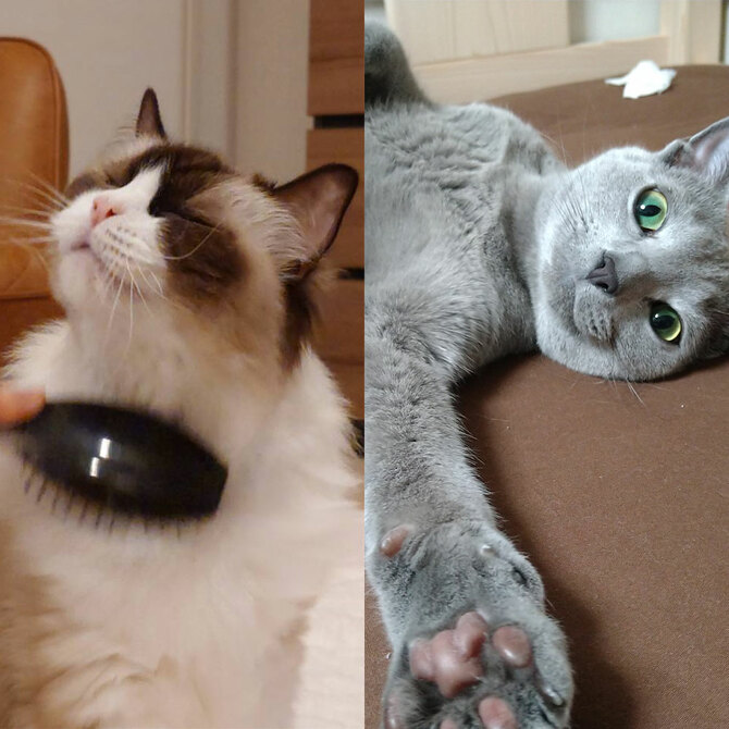 かまって」「なでて」…人間は猫のしもべ！ 《甘えん坊》No.1猫ちゃんの