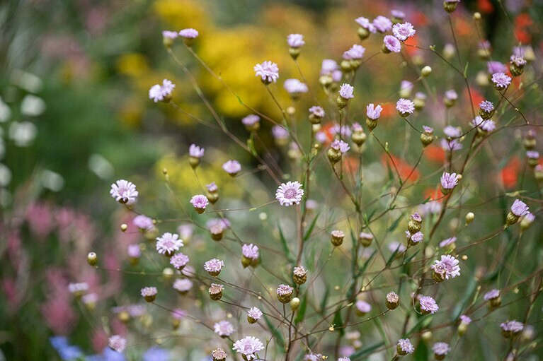 キングスパーク。