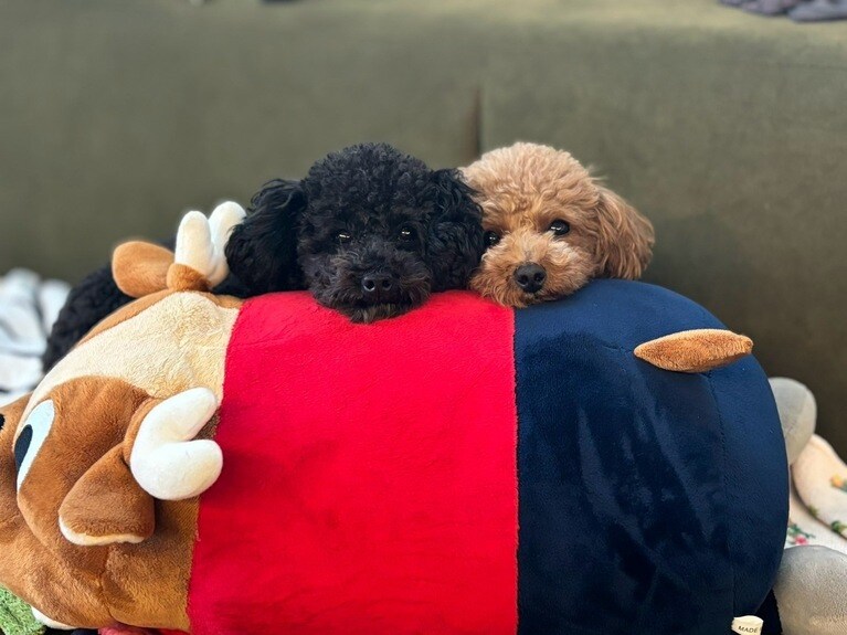 兼光さんが編集部に貸してくれたお写真の数々。どの写真でも2匹はいつも一緒です。