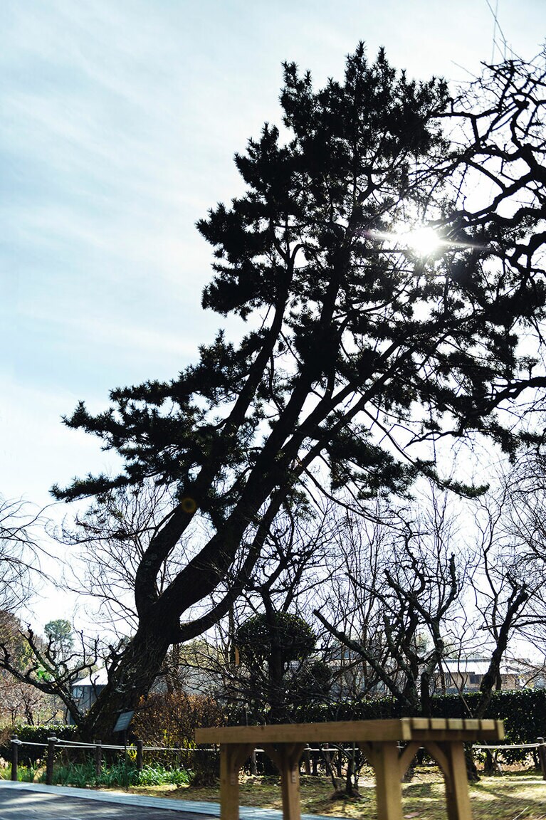 【大和文華館】庭には野趣溢れる木々、しだれ桜などの花が咲き誇る。