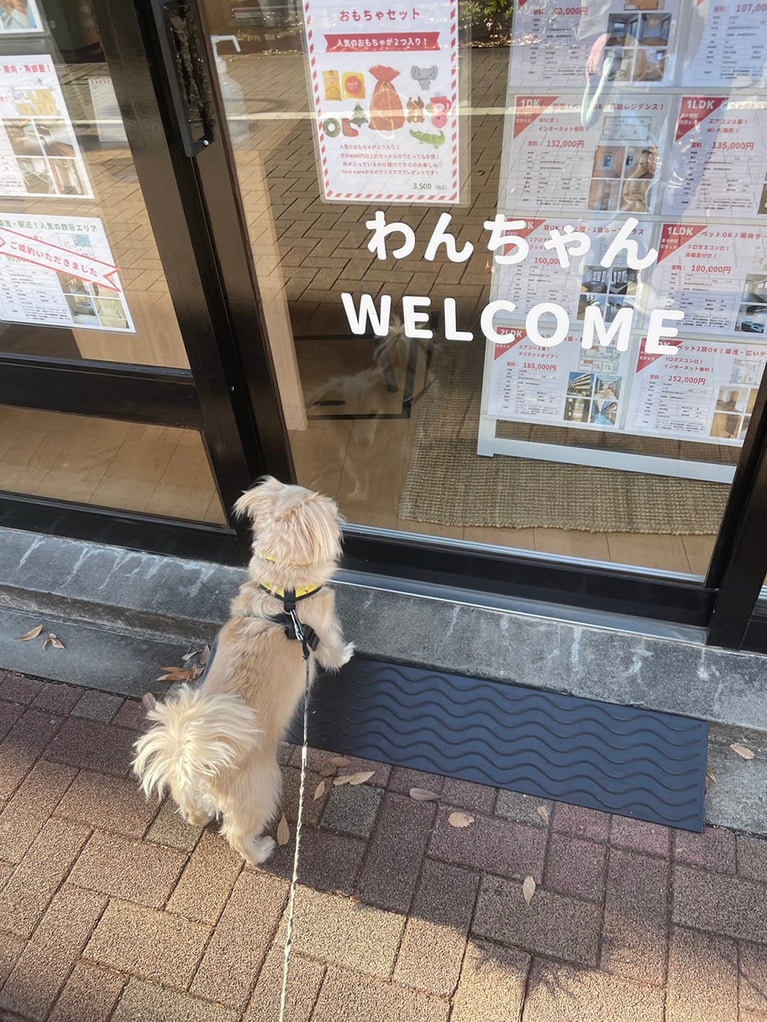 うちの子ベストショット②「いつも立ち寄る、わんちゃんWELCOMEの不動産屋が閉まってて絶望」
