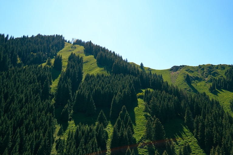 天山山脈でも標高の高くない地域は、針葉樹と草原に覆われている。