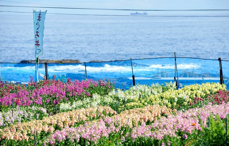 白間津のお花畑。©(公社)千葉県観光物産協会／千葉県