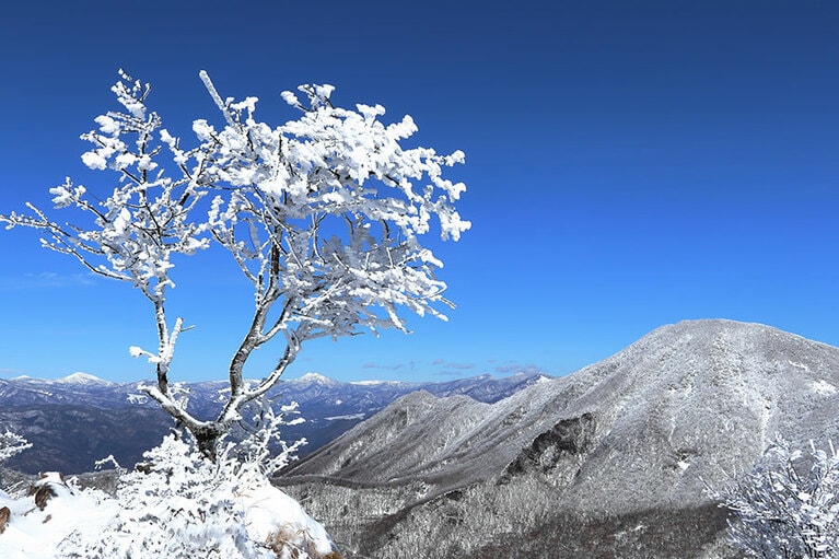 赤城山の霧氷。写真：アフロ