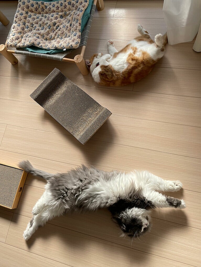 ラルカとメル オス 7歳。それぞれの眠りかた（かどみゆさん）。