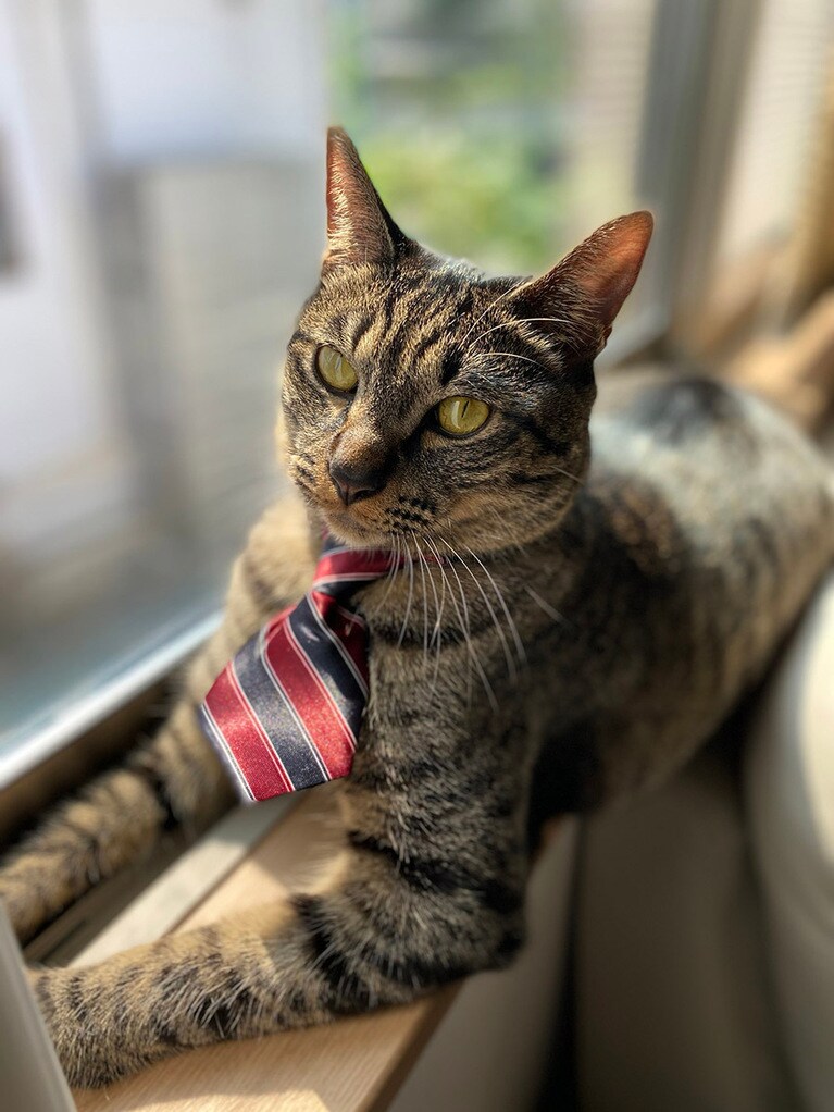 フミ ♂ 1歳。イケニャン窓際族です❤️