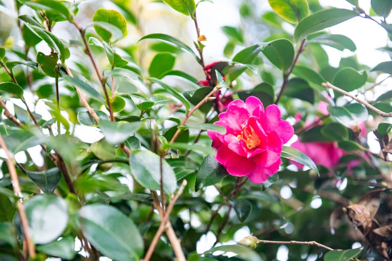 五島市に自生するヤブツバキ。2月初旬から3月にかけて、可憐な花が咲く。