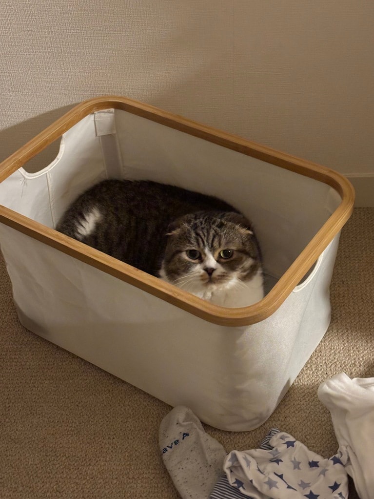 収納ボックスのなかでくつろぐうに君（阪本さん提供）