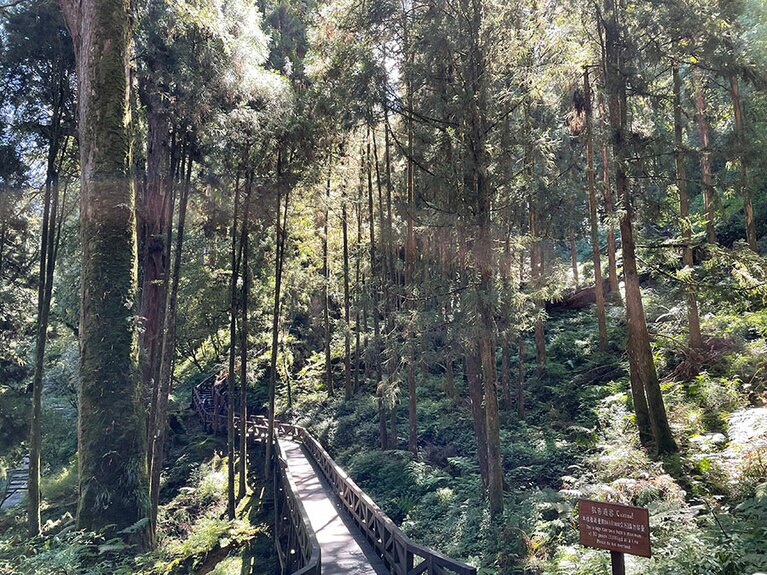 遊歩道は歩きやすいよう、しっかり整備されています。