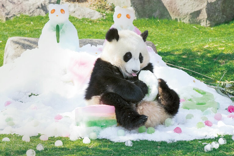 「氷や雪が大好き。雪が降るとテンションがあがります。ほかに水遊びもお気に入りです」(小澤さん)