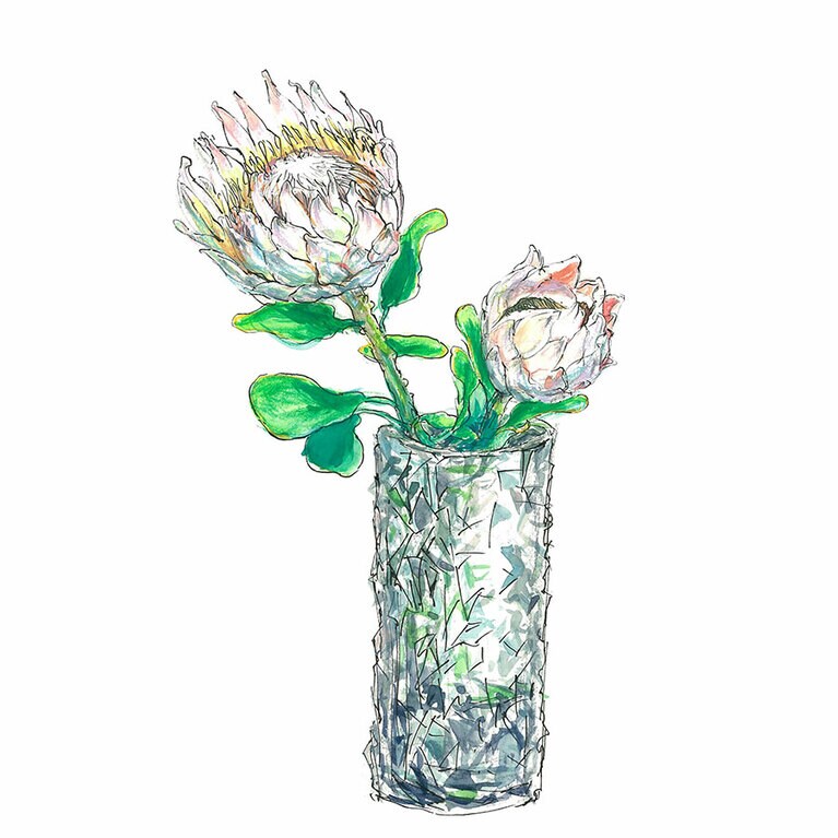 プロテア「キングプロテア」。