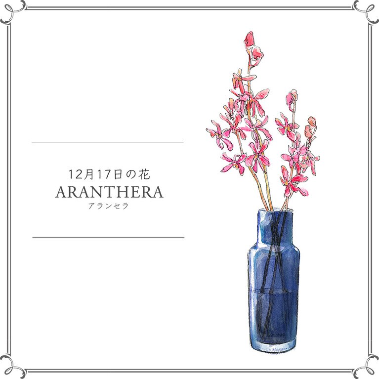 12月17日の花「アランセラ」
