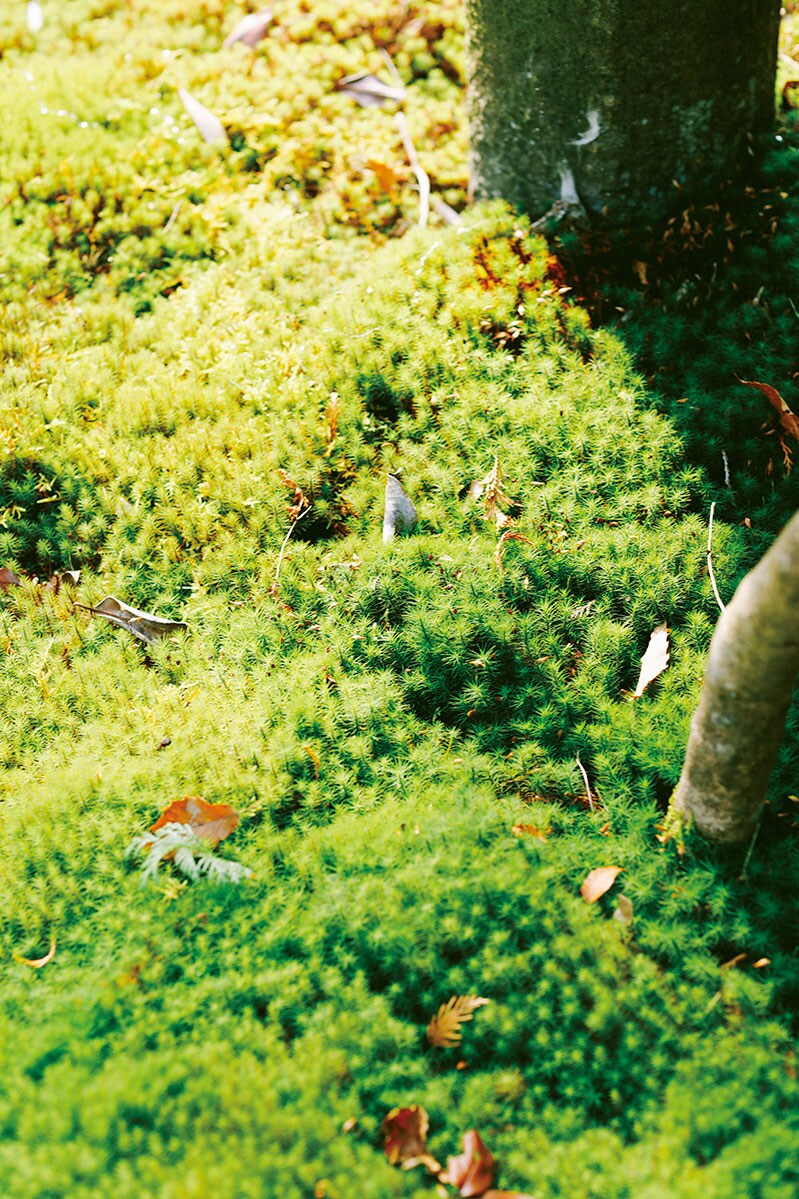 【山みず木別邸 深山山荘】各棟には手入れされた庭が設けられ、美しく苔むすところもちらほら。Photo: Yoshikazu Shiraki