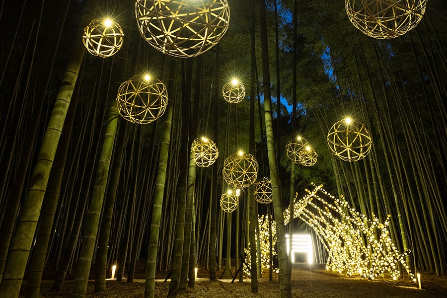 若竹の杜 若山農場 - Bamboo Winter Lights 2023 –。