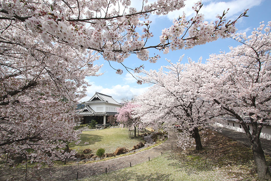 勝竜寺城公園の桜。