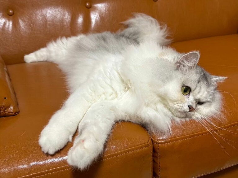 都留さんの愛猫・ててちゃん。