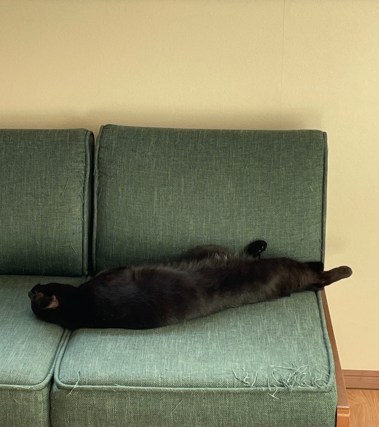 ひじき ♂ 3歳。「変わった性格の猫で、我が家では愛情を込めて“へんねこ”と呼ばれています。ヘソ天で寝ていることが多く、その際あまりに動かないので生きているのか時々心配になりますが熟睡していてかわいいです」（飼い主さんより）。